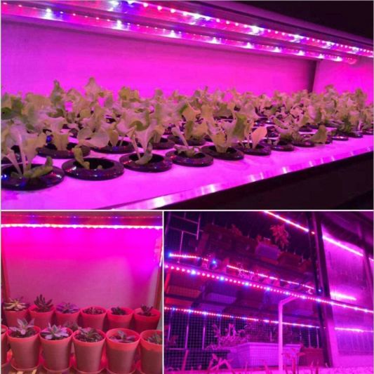 5 meter groei led strip IP65/67 24V - R:B=5:1 - 60 leds p/m