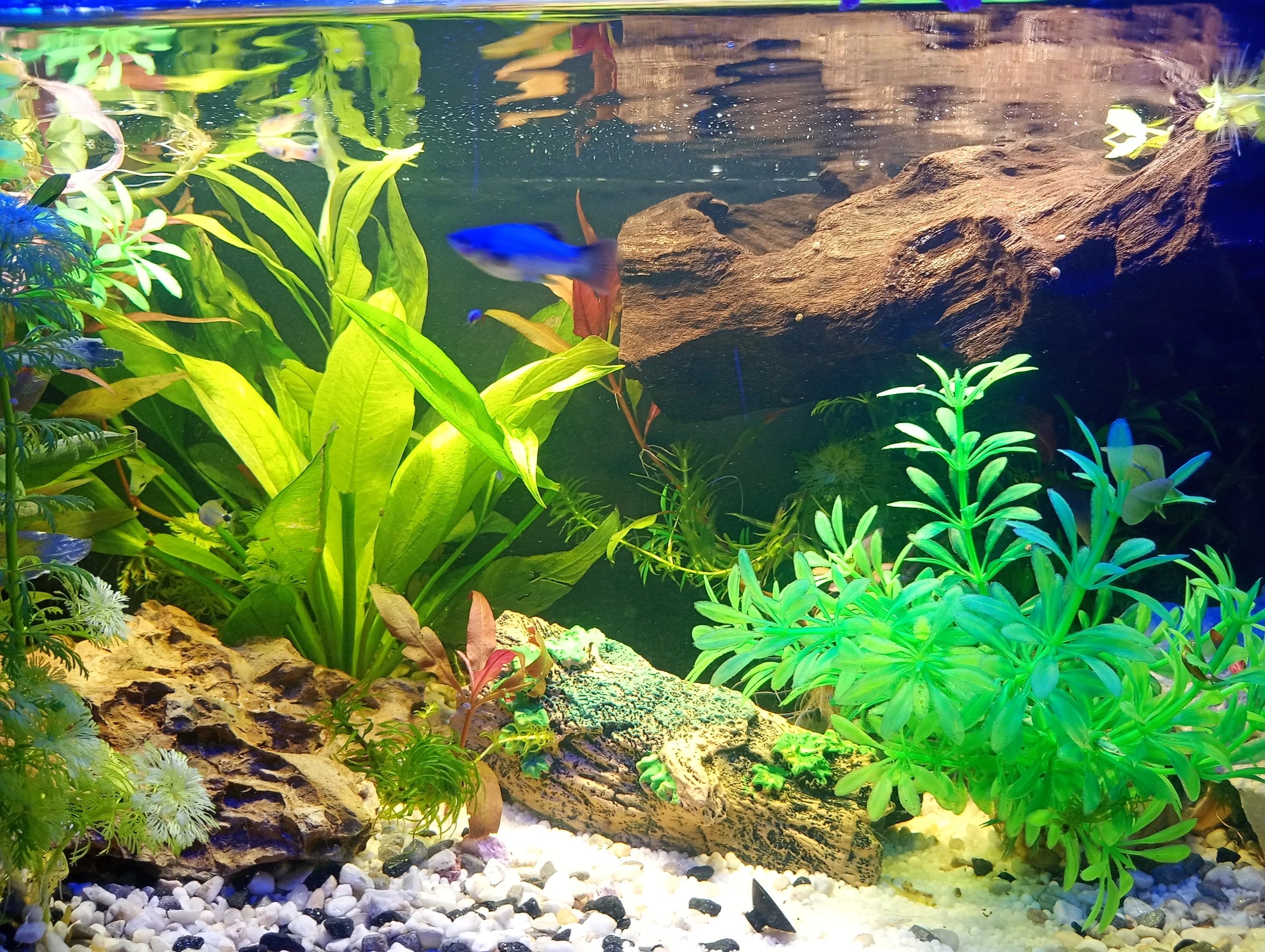 1,5 t/m 2 meter aquarium LED strip Blauw