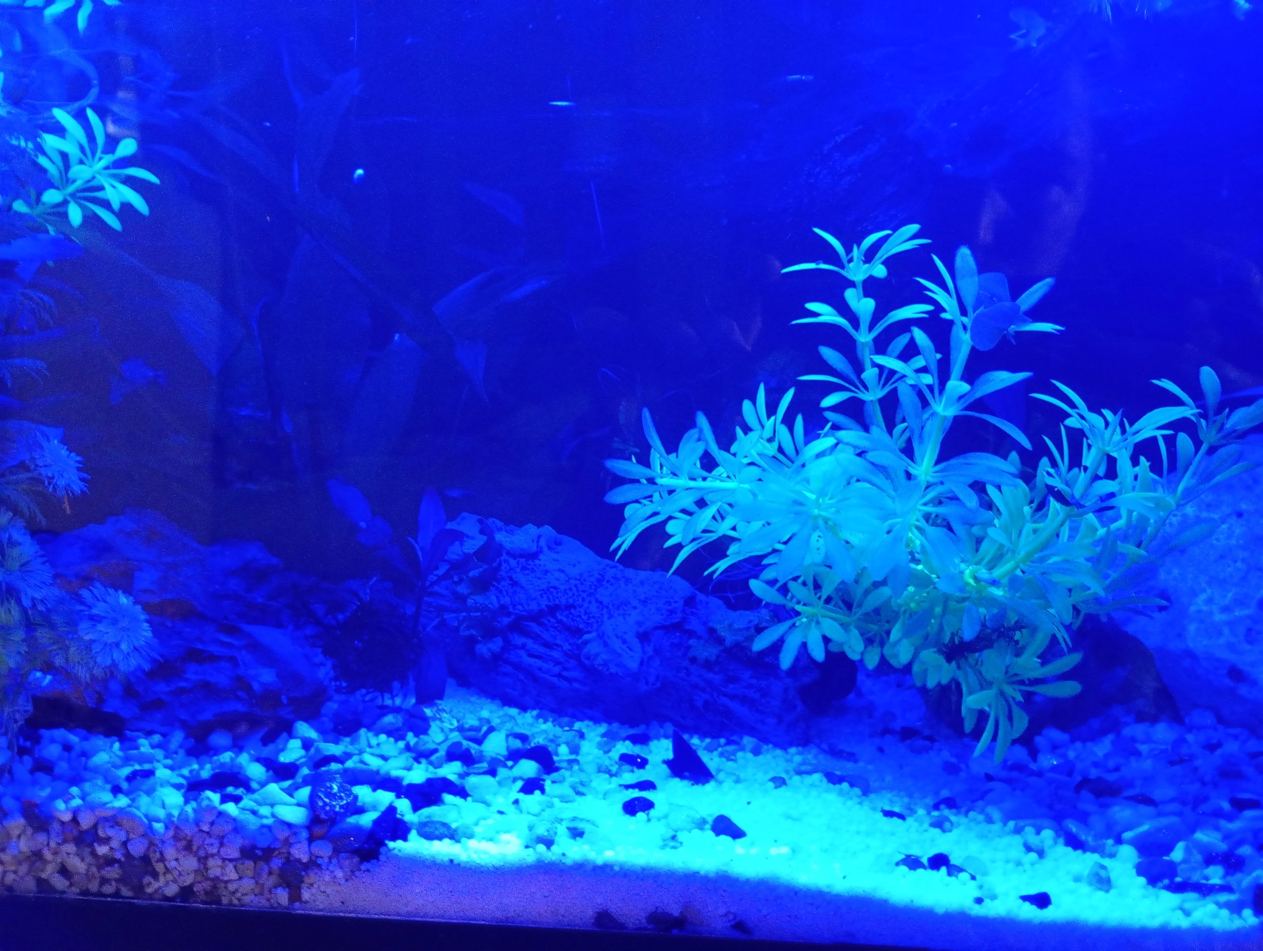 1,5 t/m 2 meter aquarium LED strip Blauw