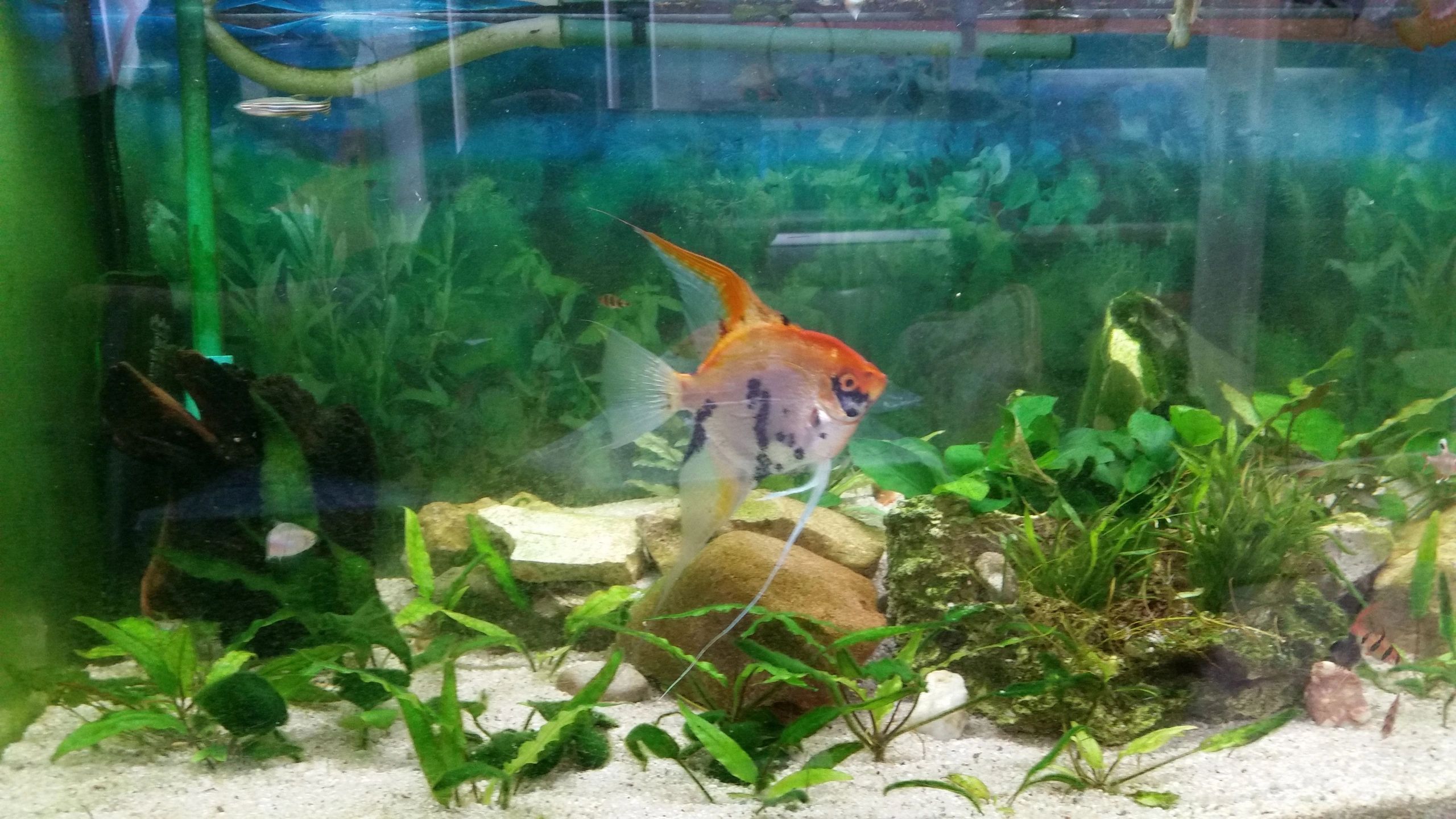 75 cm waterdichte verlengkabel enkele kleur