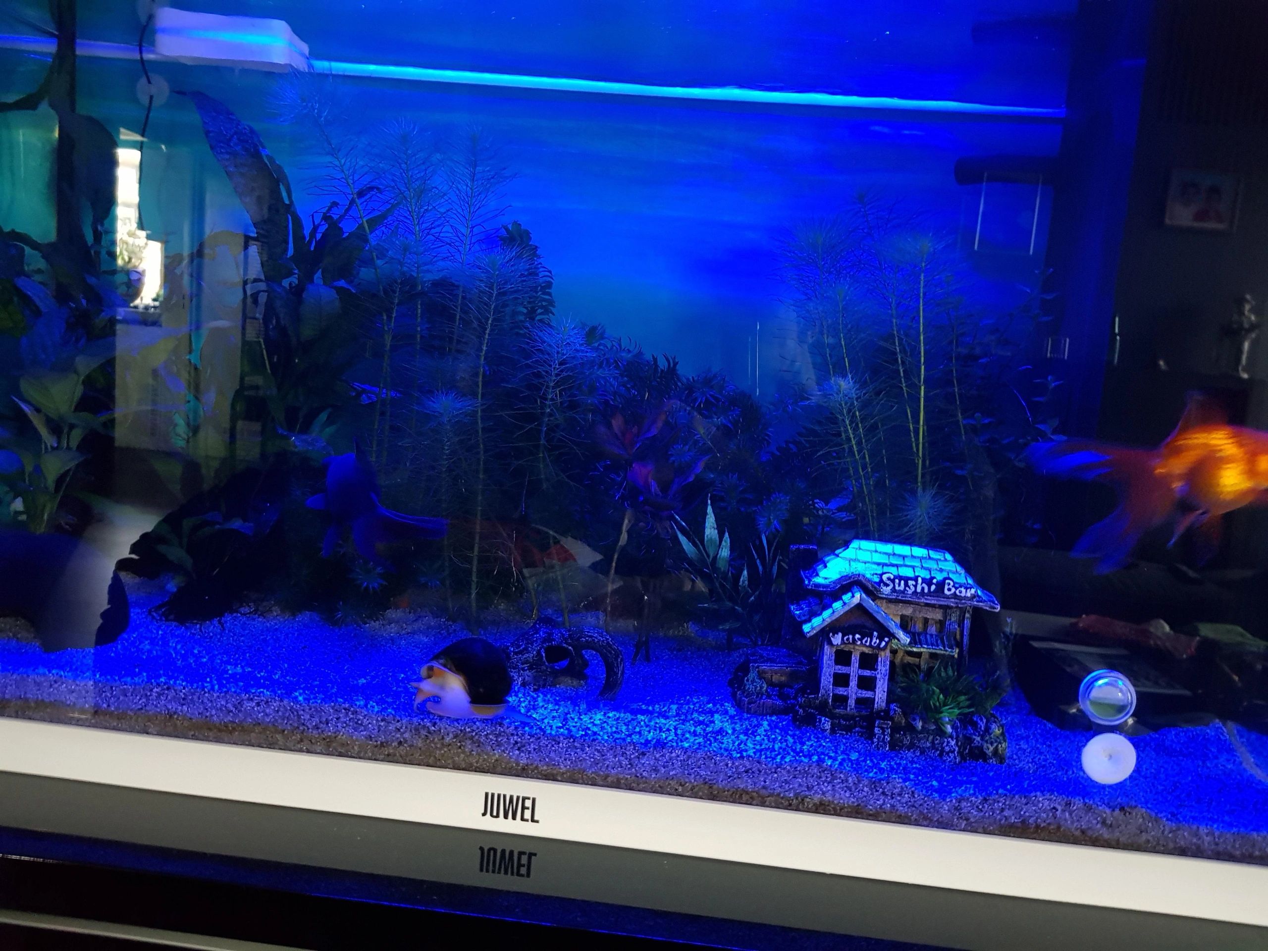 70 t/m 100 cm BLAUW complete set aquarium led strip