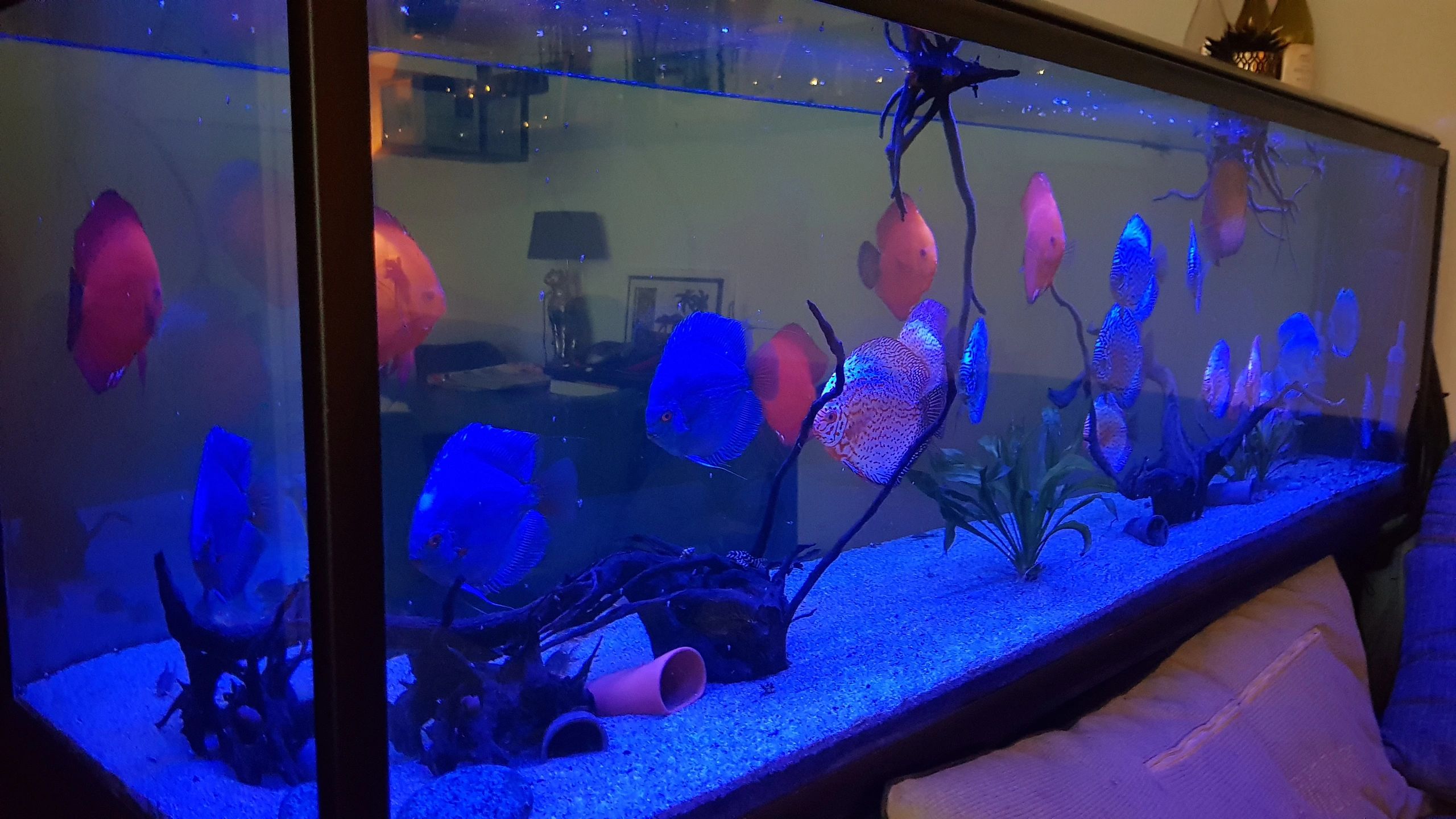 2,5 t/m 5 meter aquarium LED strip Blauw