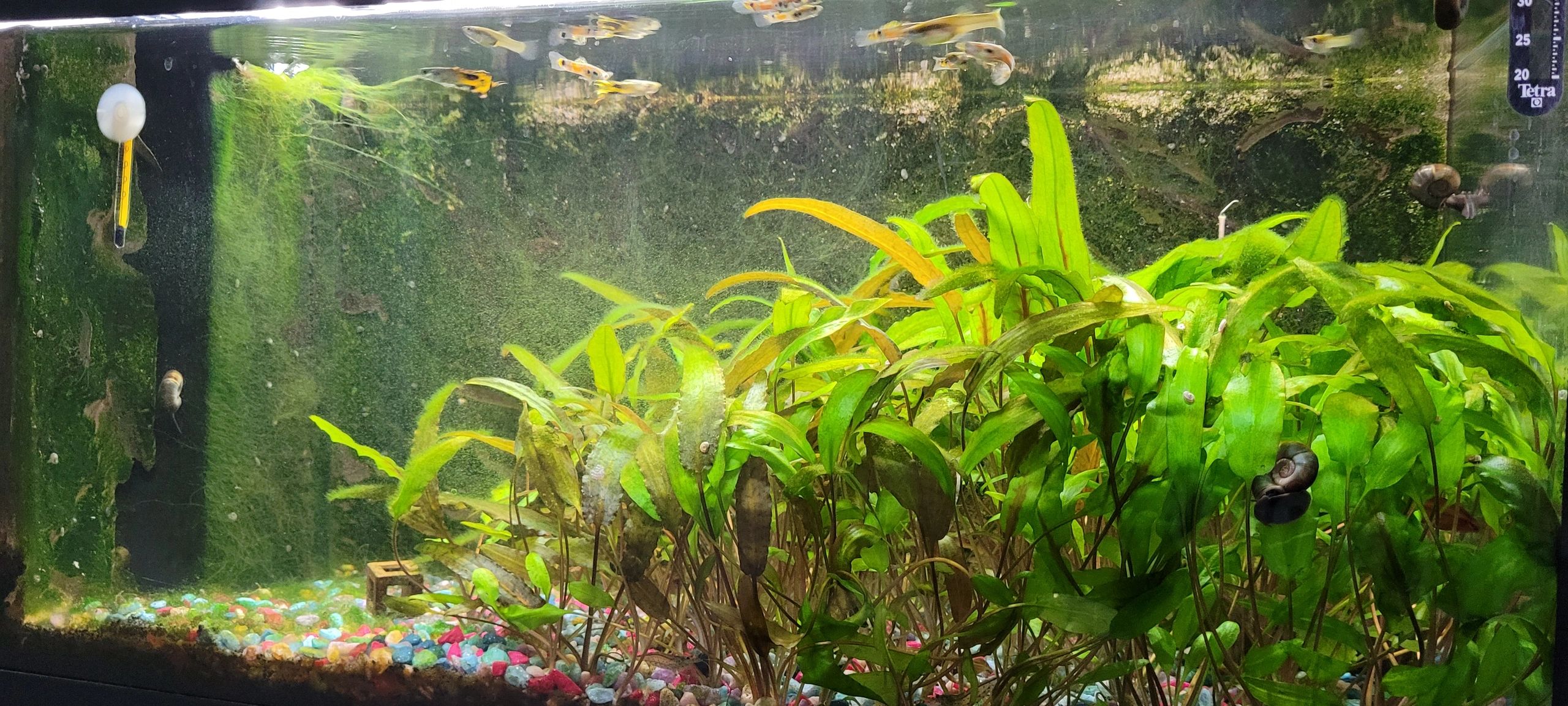 50 t/m 70 cm HELDER WIT complete set aquarium led strip