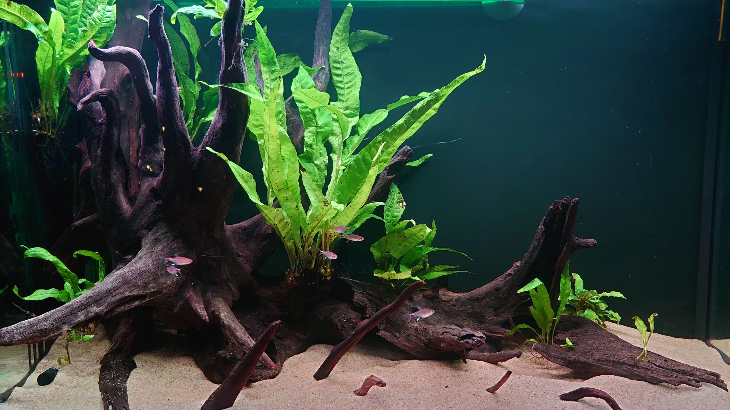 10 t/m 50 cm - RGB complete set aquarium led strip