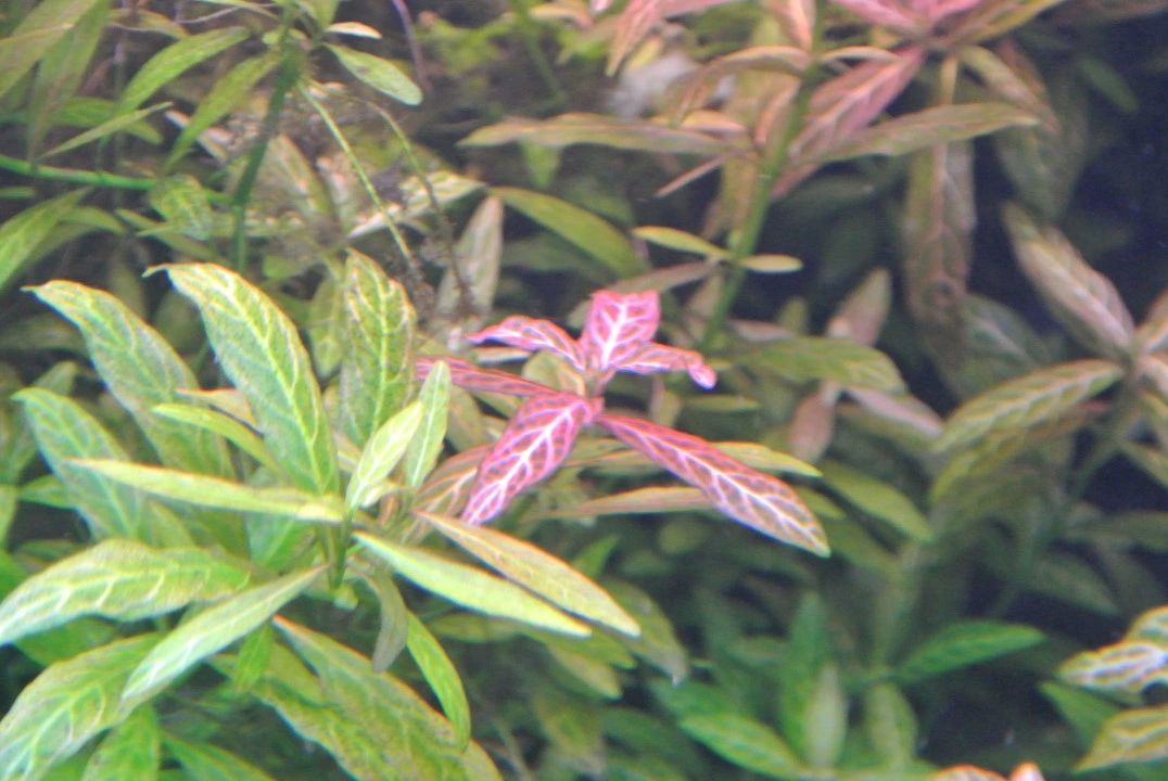 50 t/m 70 cm HELDER WIT complete set aquarium led strip