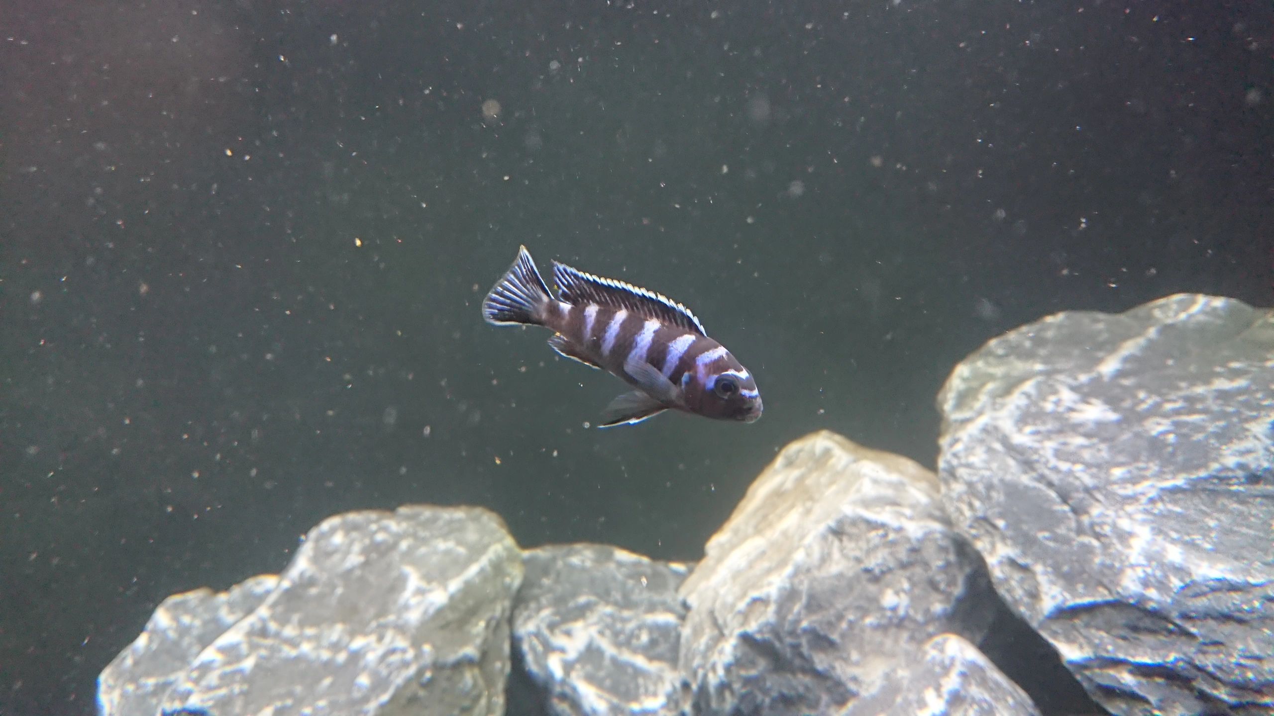 Time Controller set 'Advanced' < 100cm