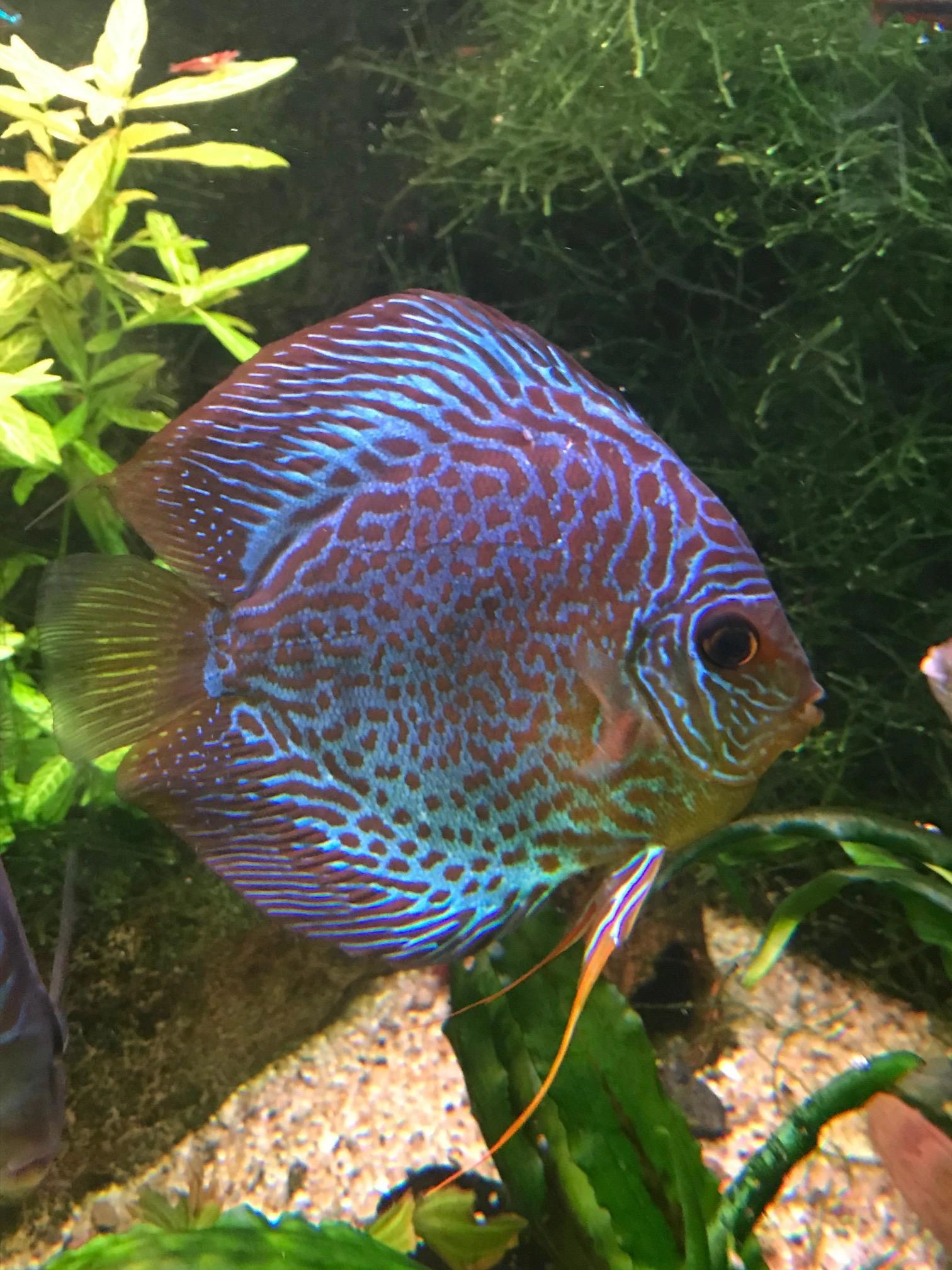 50 t/m 70 cm HELDER WIT complete set aquarium led strip