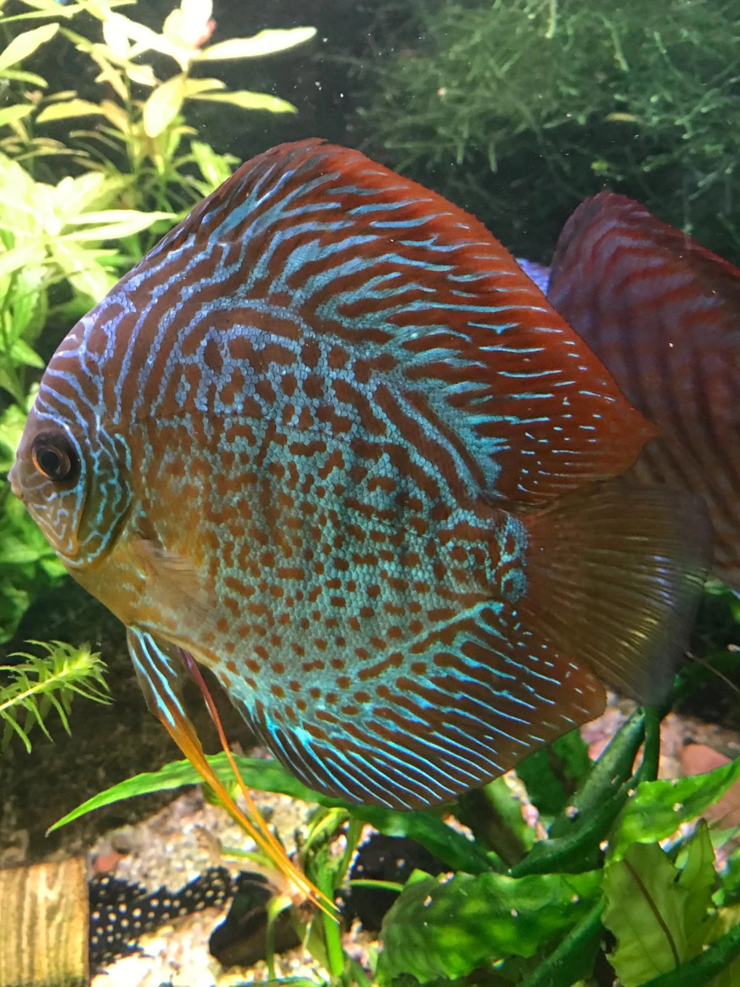 50 t/m 70 cm HELDER WIT complete set aquarium led strip