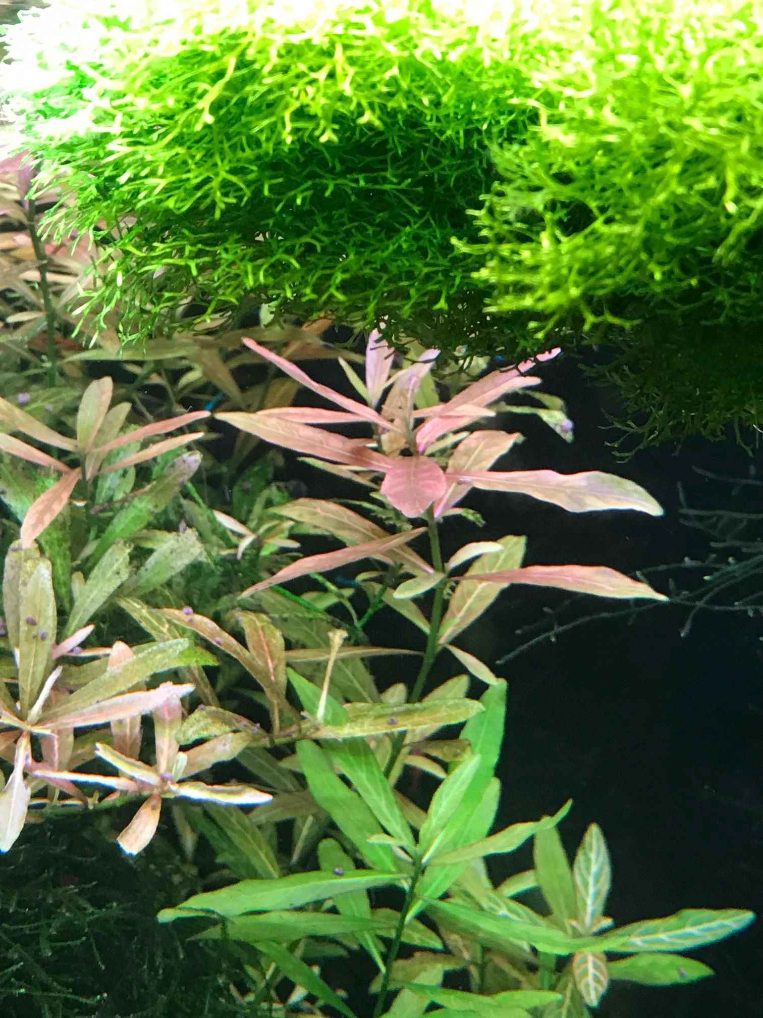 50 t/m 70 cm HELDER WIT complete set aquarium led strip