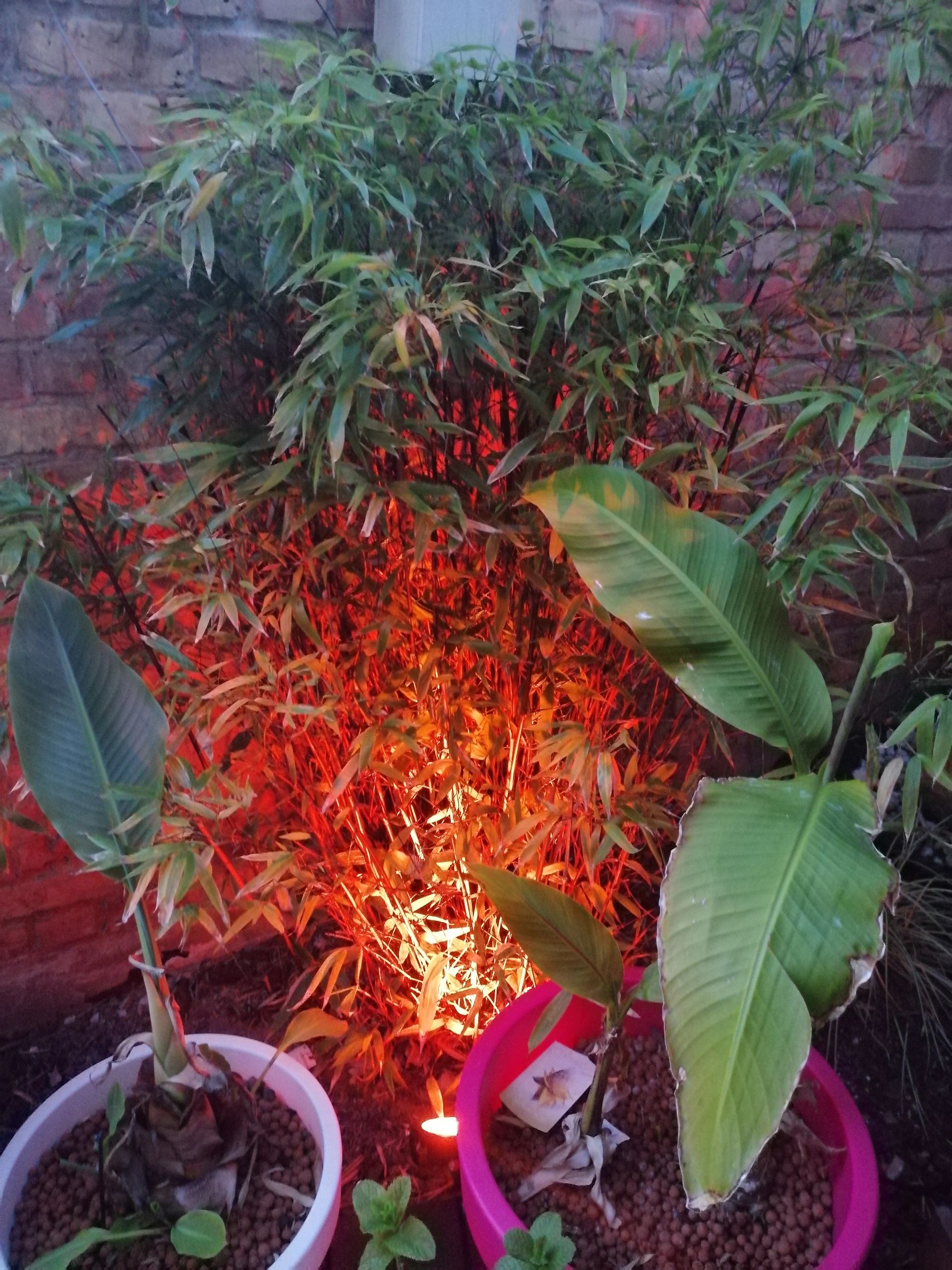 Milight WIFI LED tuinspot/schijnwerper RGBWW - 9 Watt