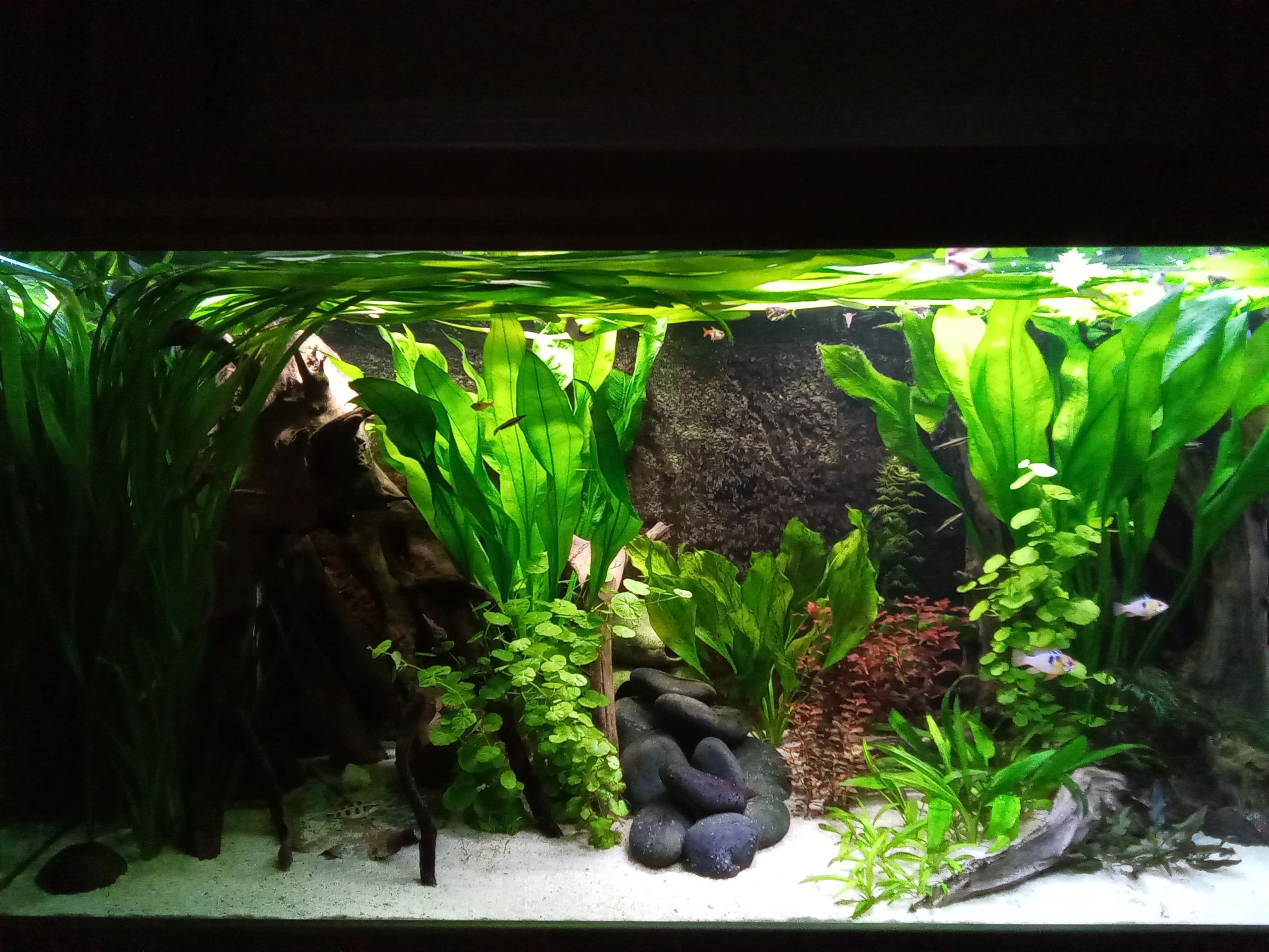 48 Watt - 24V / 2A adapter voor led strips